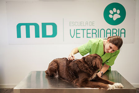 Estudiar Veterinaria Online