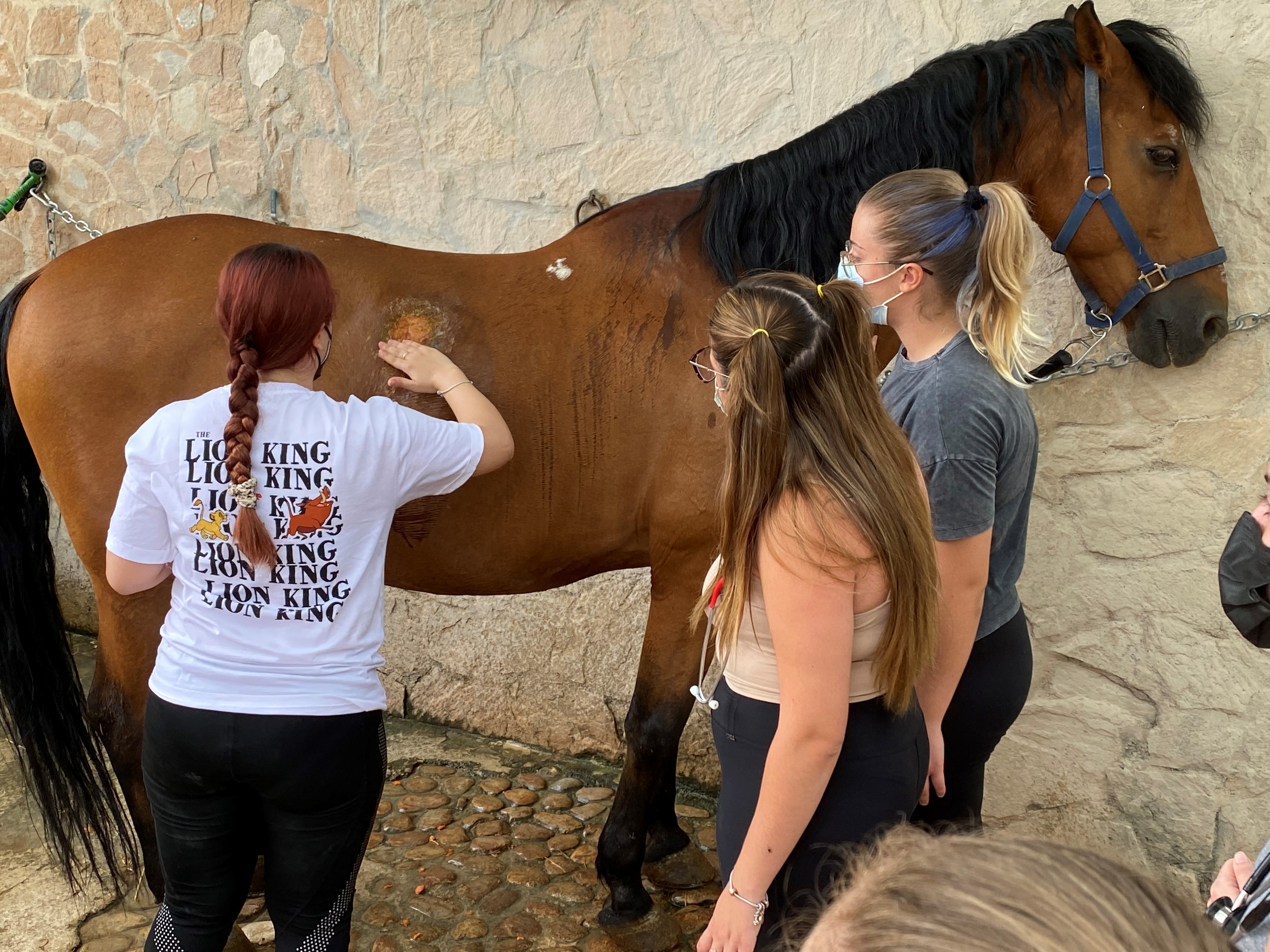 Estudia y Trabaja con Caballos