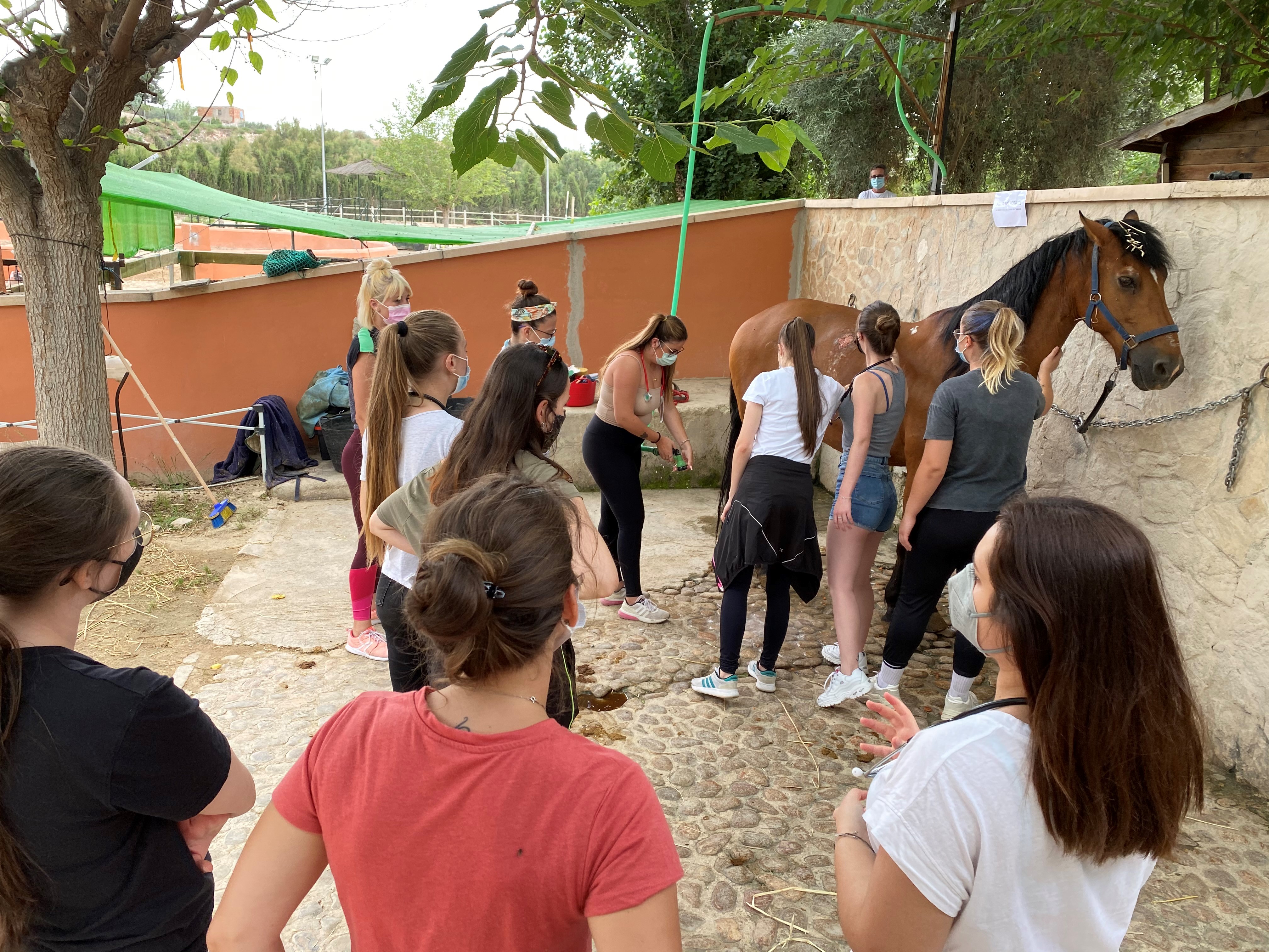 Estudia y Trabaja con Caballos