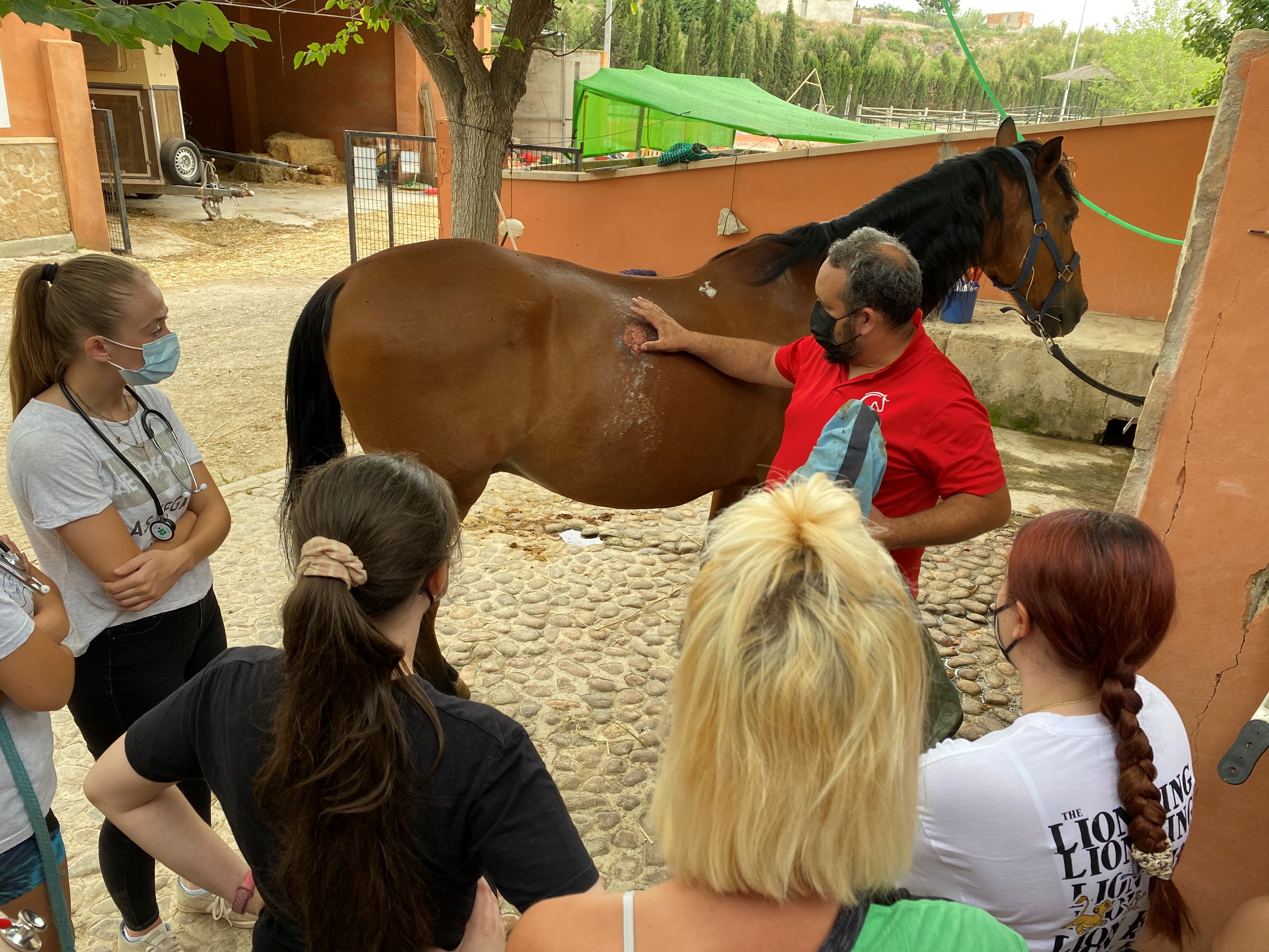 Estudia y Trabaja con Caballos