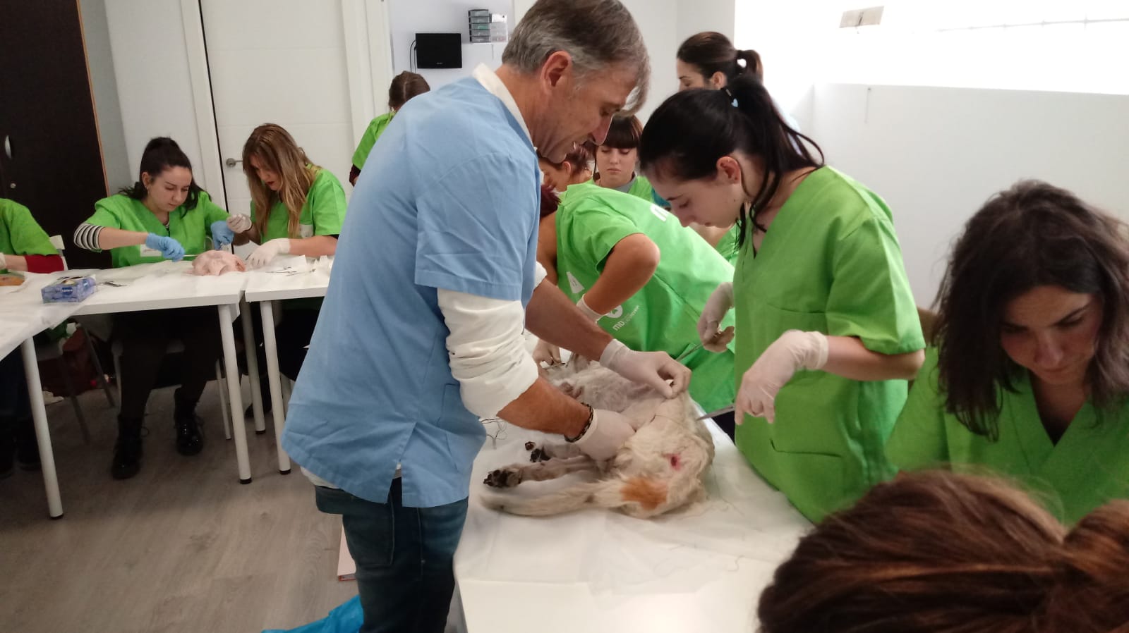 Clases y Talleres de Clínica Veterinaria