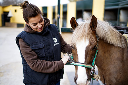 Estudiar Veterinaria Online